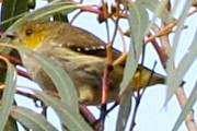 Forty-spotted Pardalote (Pardalotus quadragintus)
